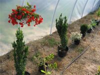 System nawadniania dla tunelu metalowego 10m długości 2x10mb 100 punktów nawadniania - 3