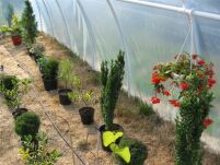 System nawadniania dla tunelu metalowego 10m długości 2x10mb 100 punktów nawadniania - 4