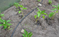 System nawadniania do tunelu / szklarni - 2x12mb 96 punktów nawadniania  - 2