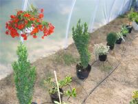 System nawadniania do tunelu 10m długości 2x10mb 80 punktów nawadniania  - 2